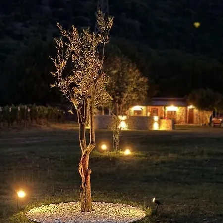 Vineyard With Mountain Views *